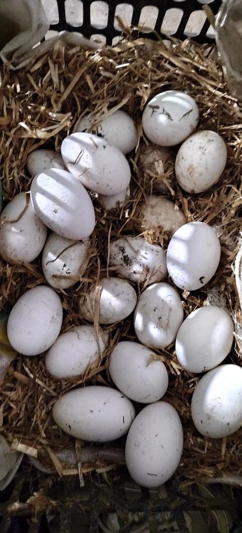 下蛋鹅品种怎么选？高产蛋鹅有哪些？-图2