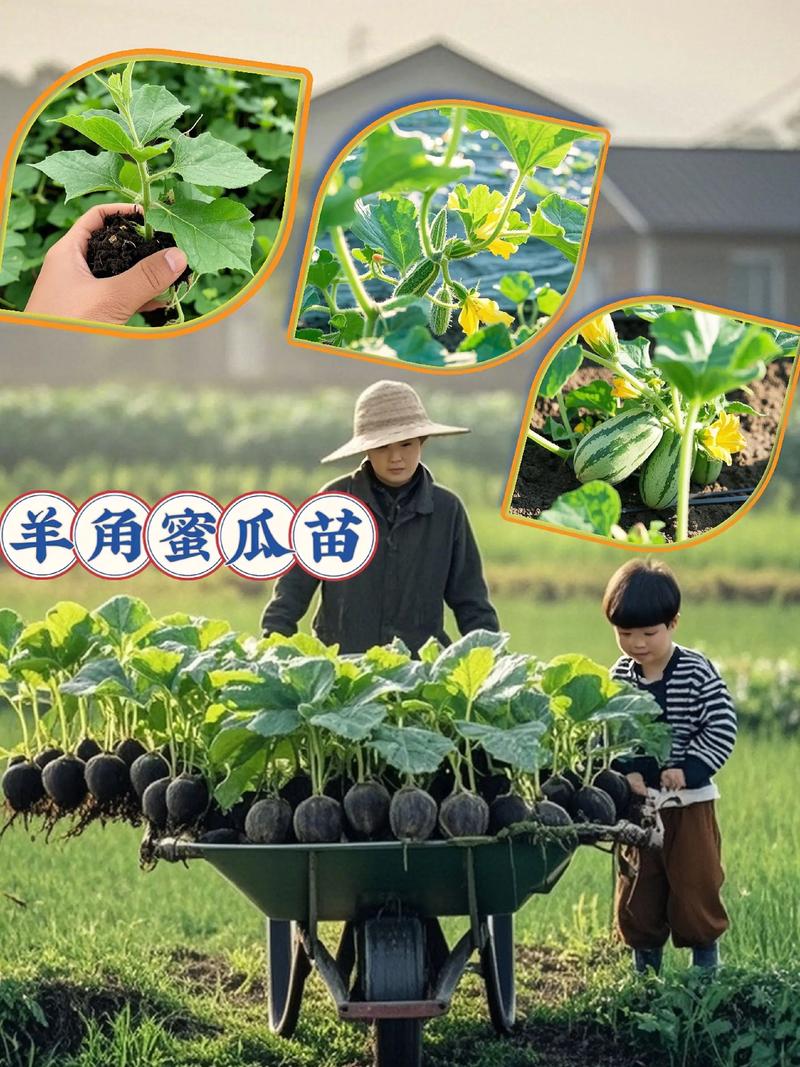 甜瓜种植技术有哪些关键要点？-图1