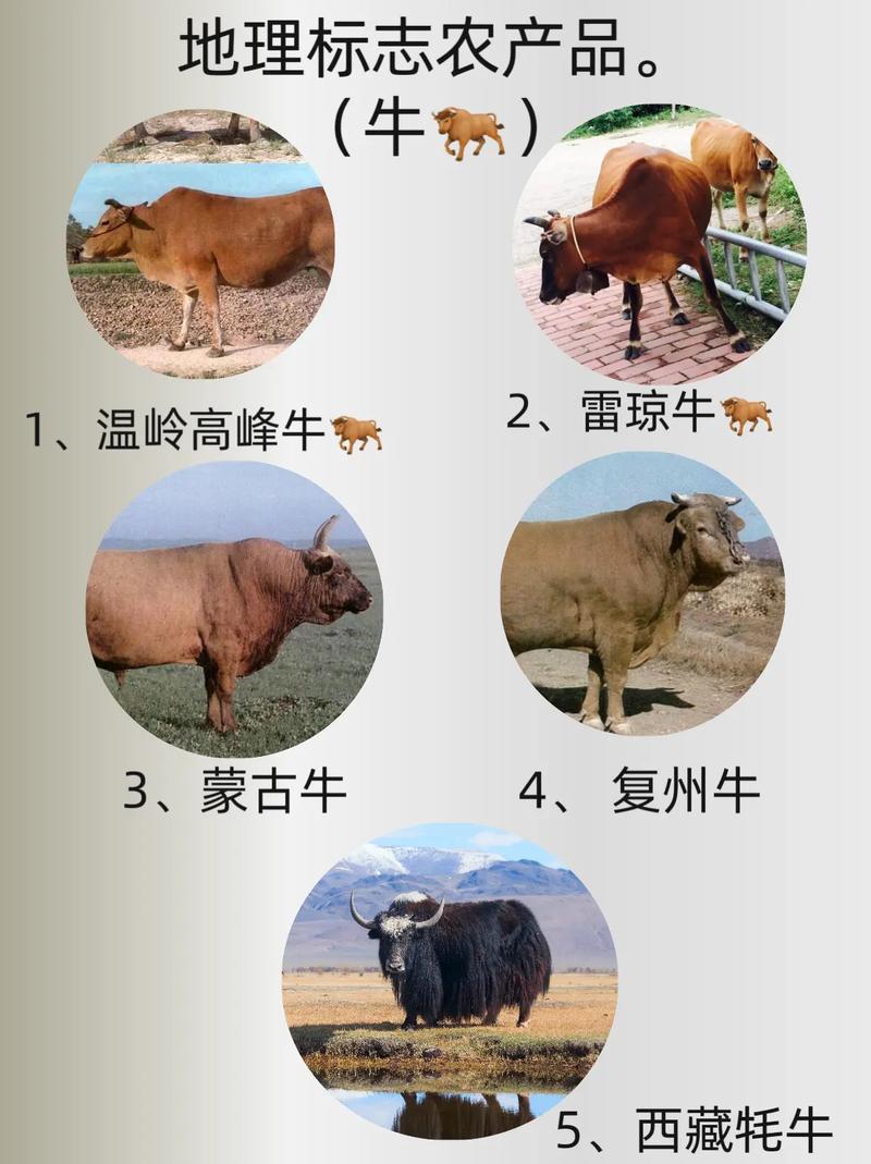 肉牛品种改良,究竟为了啥?-图2 肉牛品种改良,究竟为了啥?-图2