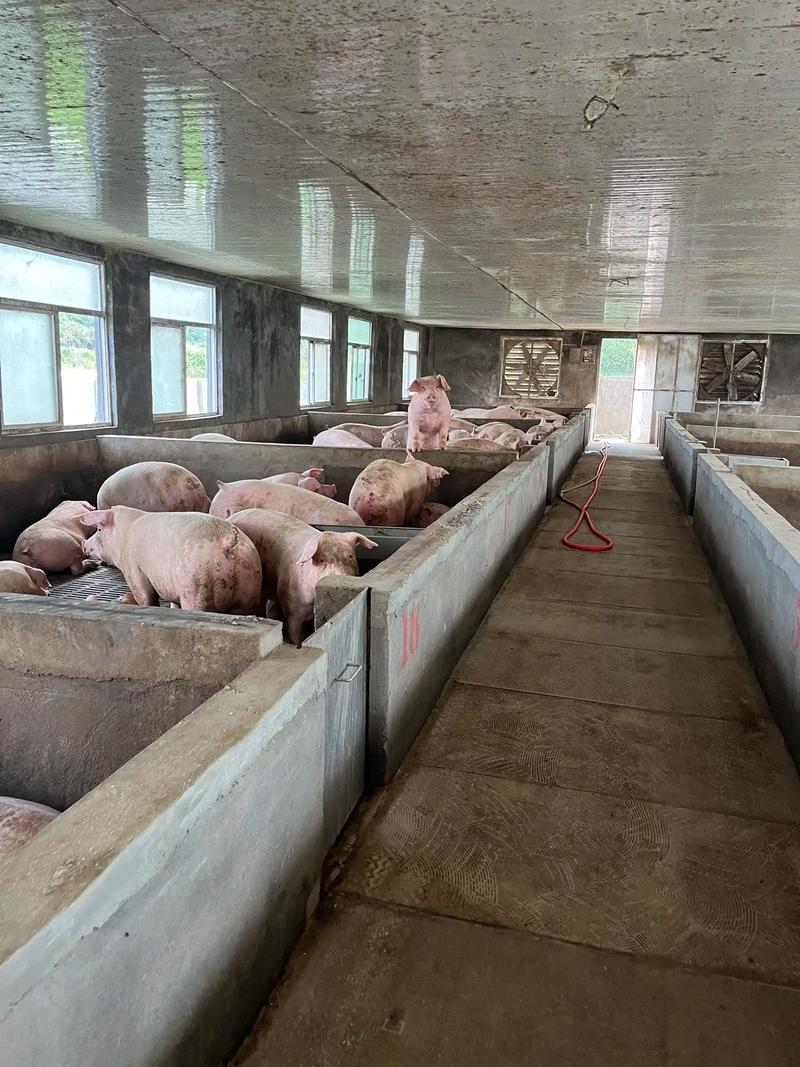 农广天地养猪技术视频有何亮点？-图2