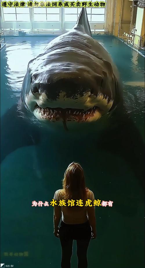 大白沙是什么品种？怎么养好？-图2