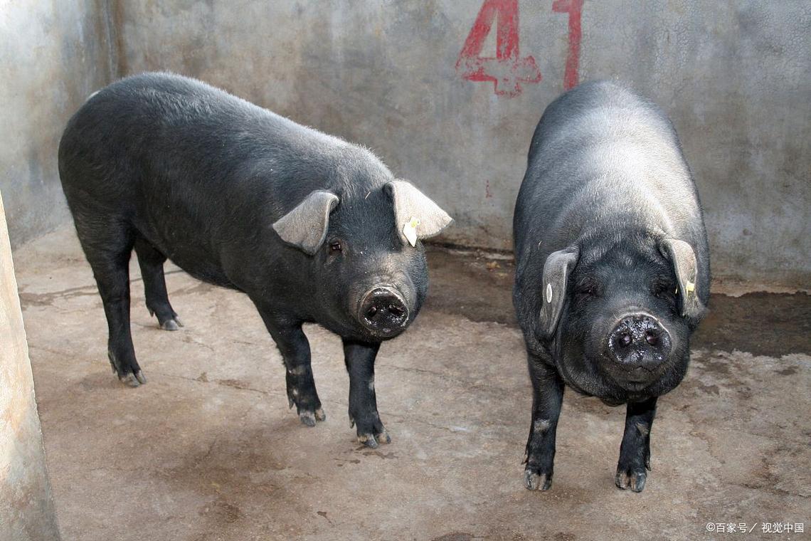安徽的猪品种有哪些-图2