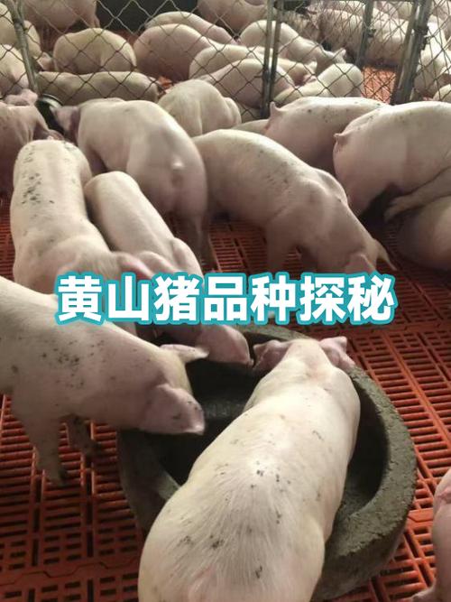 安徽的猪品种有哪些-图3