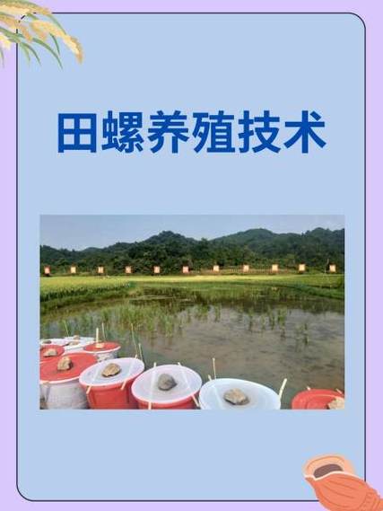稻田养田螺技术视频有哪些要点？-图1