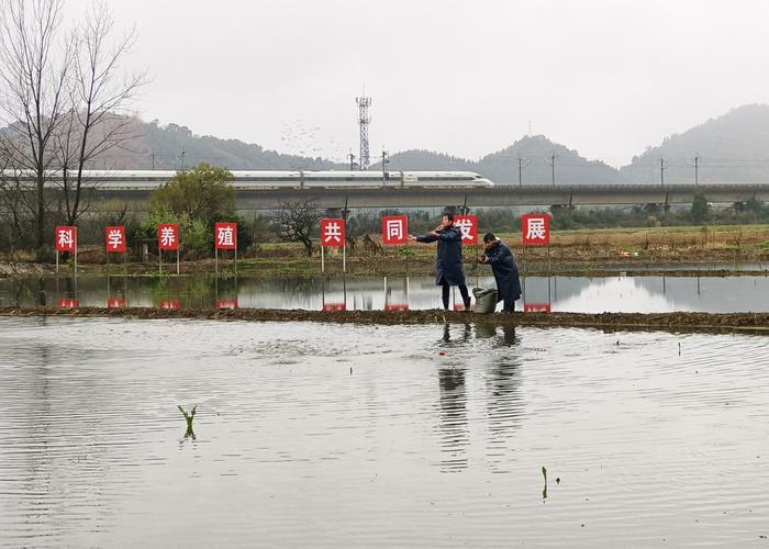 稻田养田螺技术视频有哪些要点？-图2