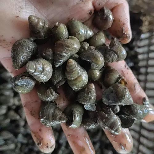 稻田养田螺技术视频有哪些要点？-图3