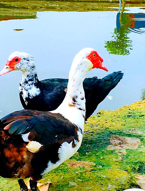 目前最好的蛋鸭品种是哪个？-图3