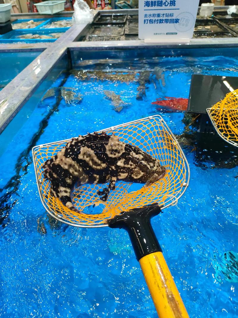 珍珠龙胆石斑鱼苗价格多少？-图2