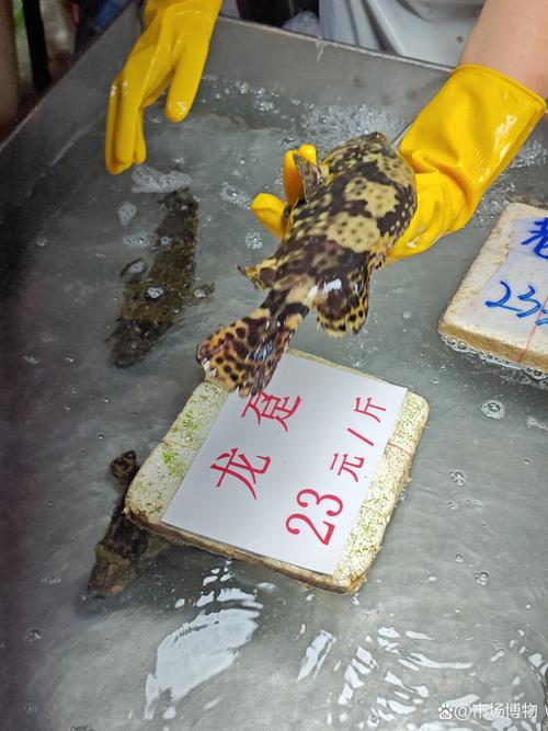 珍珠龙胆石斑鱼苗价格多少？-图3