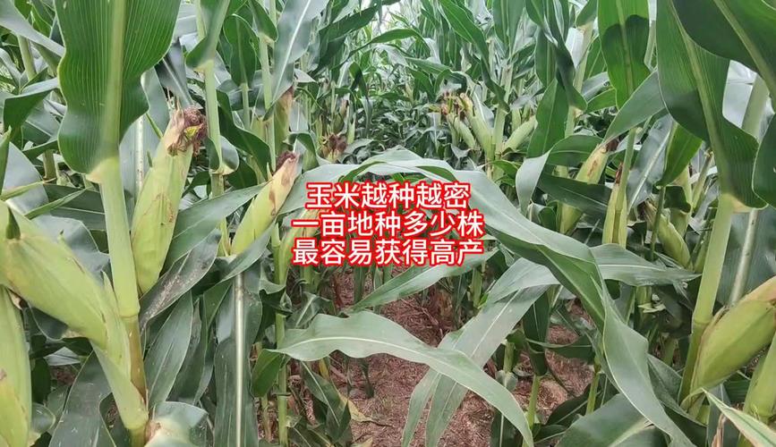 玉米高产栽培技术视频有哪些要点？-图1