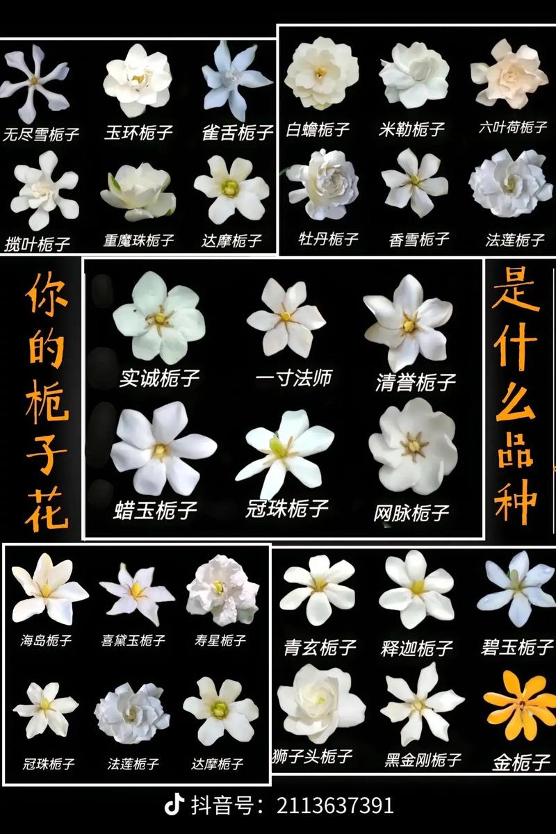 耐寒栀子花品种有哪些？-图1