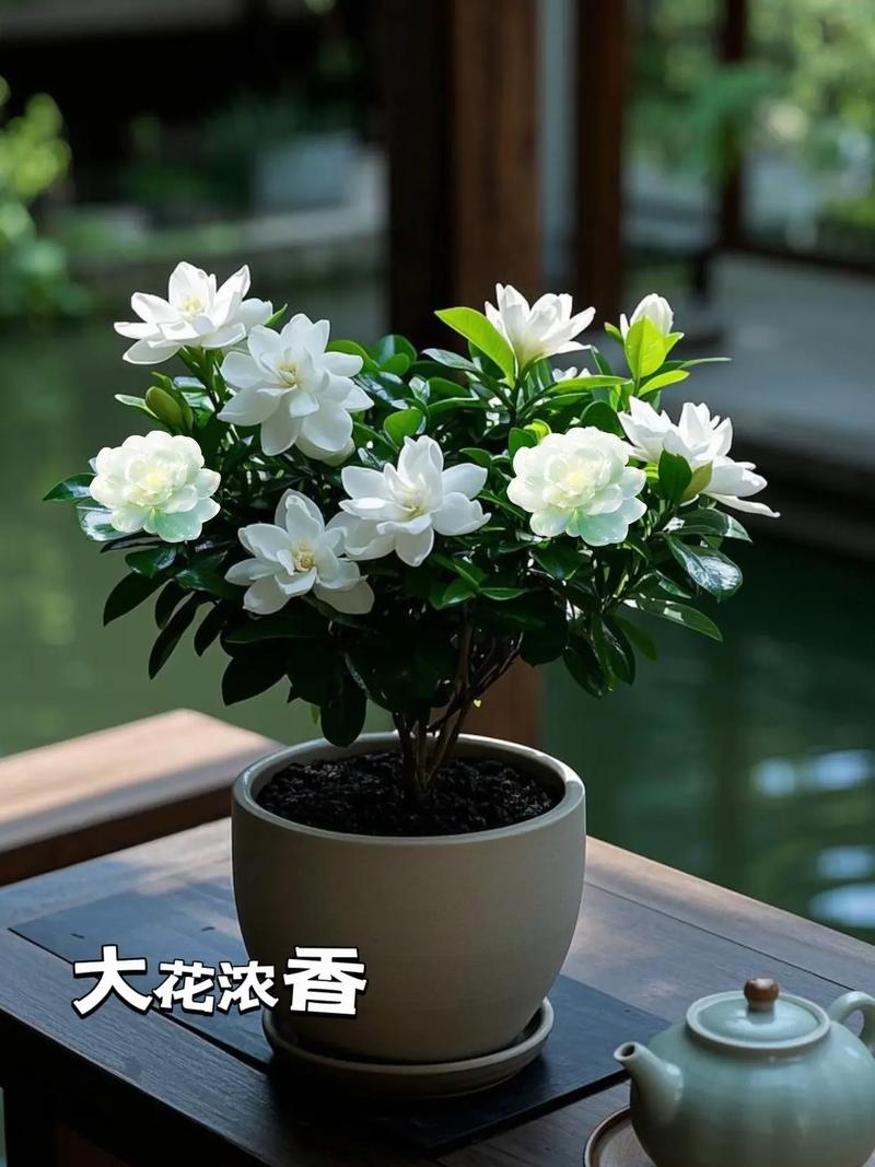 耐寒栀子花品种有哪些？-图2