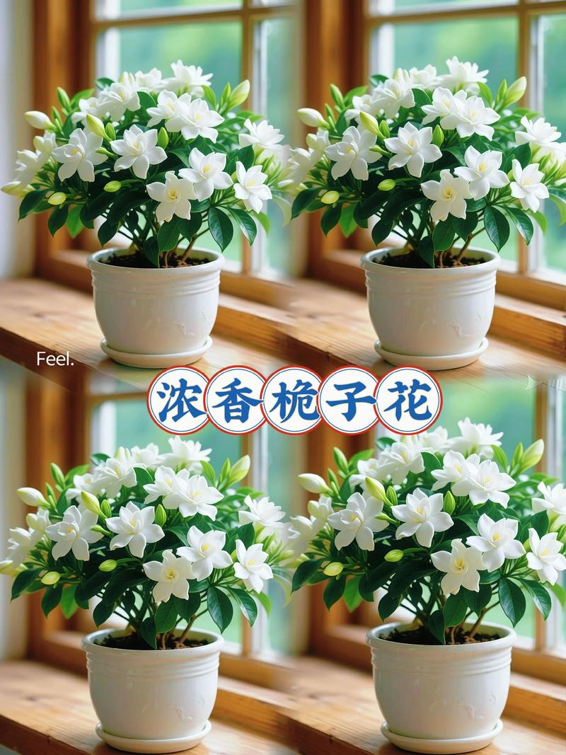 耐寒栀子花品种有哪些？-图3