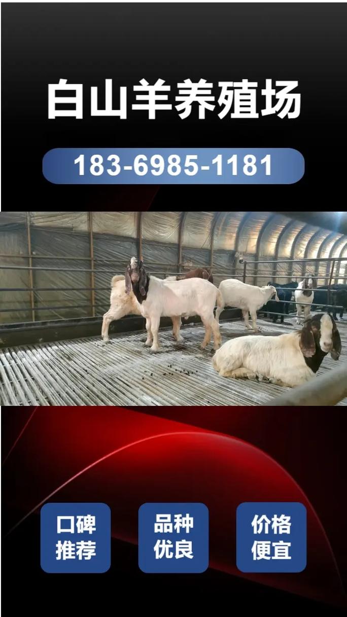 杜泊羊哪里买最划算？-图1