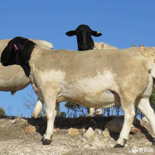 杜泊羊哪里买最划算？-图2