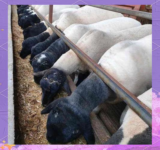 杜泊羊哪里买最划算？-图3