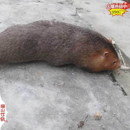 竹鼠江西价格多少一斤-图1