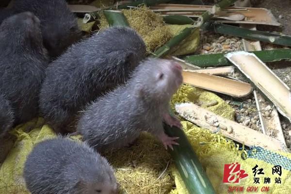 竹鼠江西价格多少一斤-图2