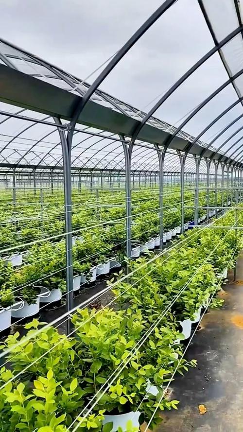 南方蔬菜大棚栽培技术有哪些要点？-图1