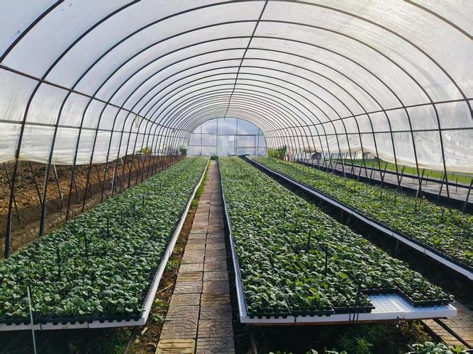 南方蔬菜大棚栽培技术有哪些要点？-图3