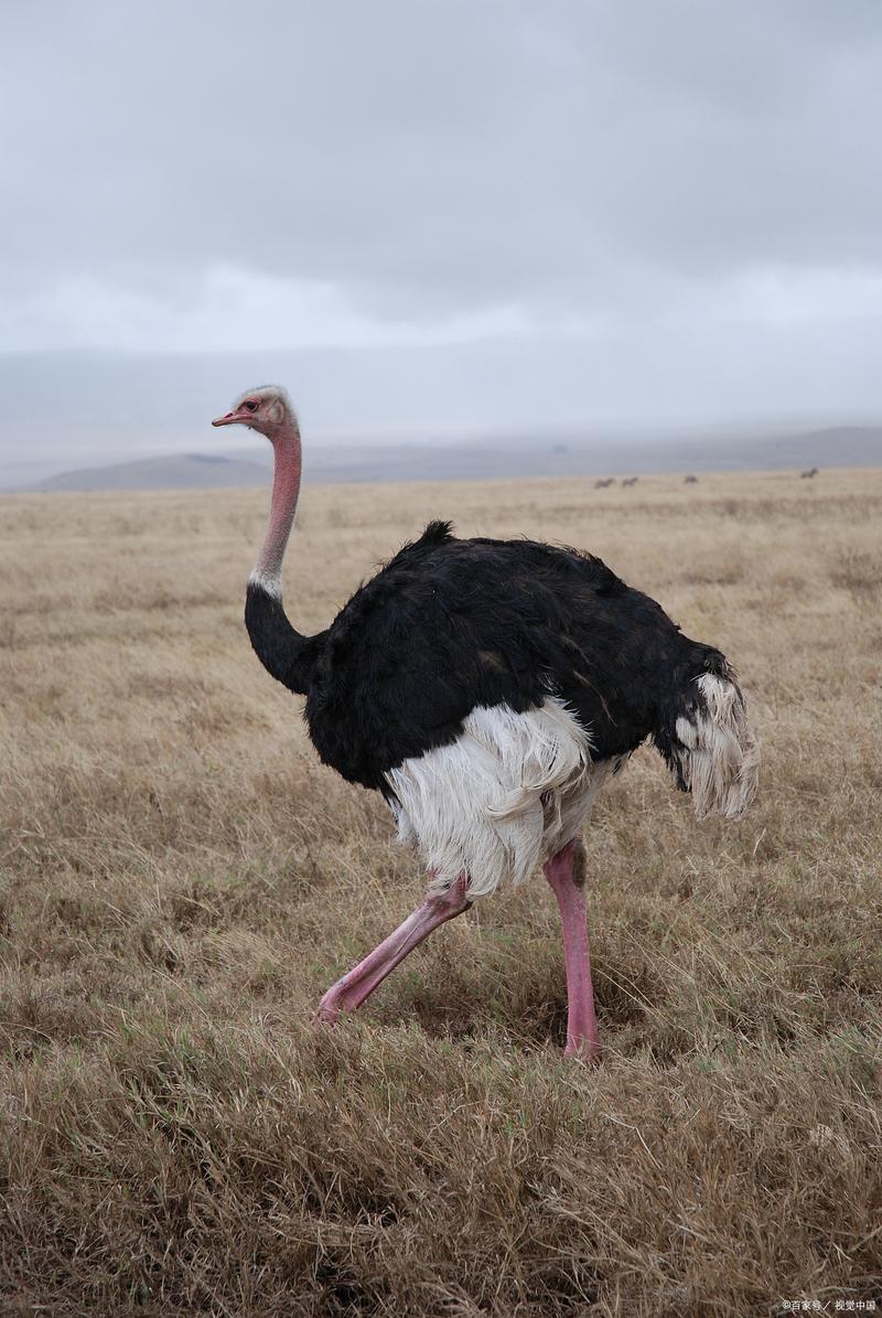 驼鸟品种主要分哪几类？-图1
