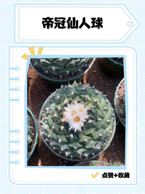 哪些仙人球品种最珍稀？-图2