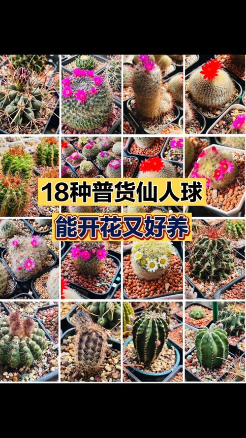 哪些仙人球品种最珍稀？-图3