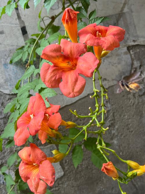 凌霄花哪个品种最好？-图1