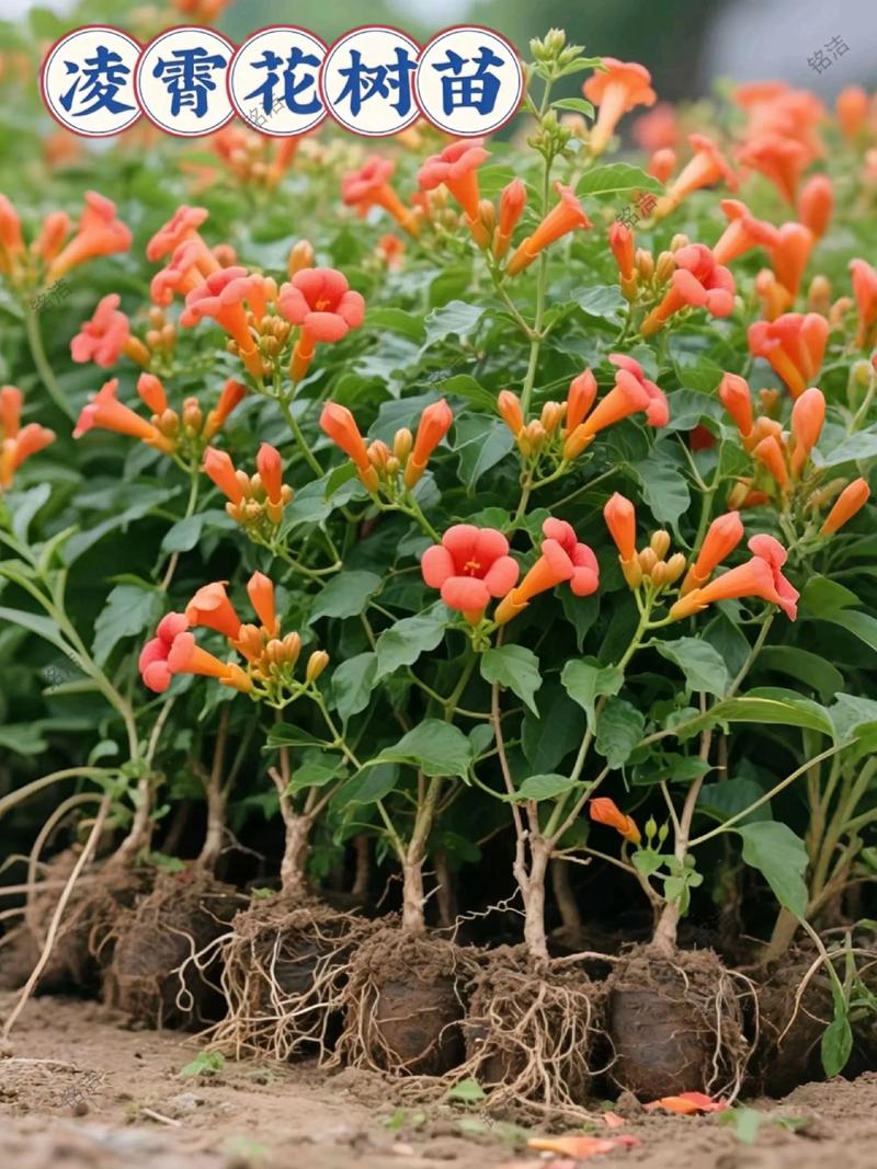 凌霄花哪个品种最好？-图3