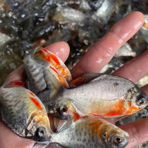 淡水白鲳鱼养殖技术要点有哪些？-图2