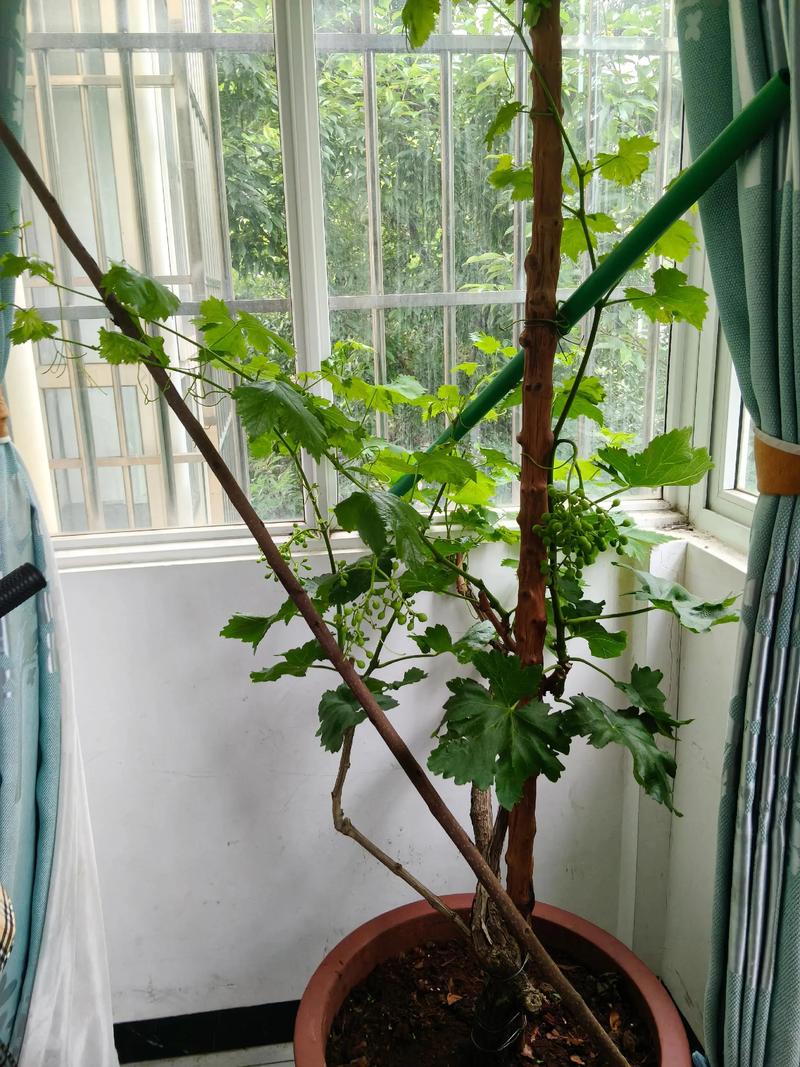 葡萄盆景怎么栽培？视频教你技巧！-图1