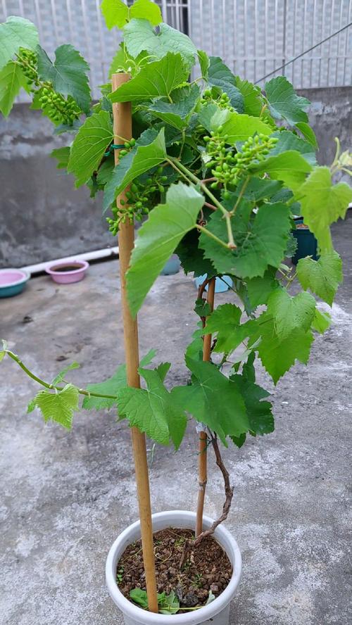 葡萄盆景怎么栽培？视频教你技巧！-图2