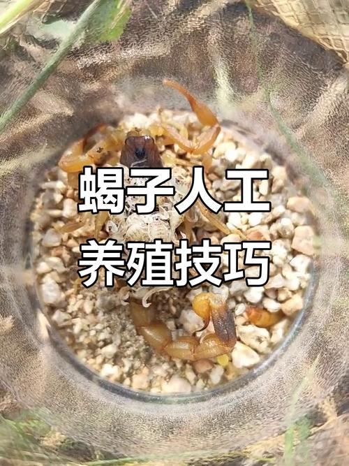 方程蝎子养殖技术视频，如何高效掌握？-图1