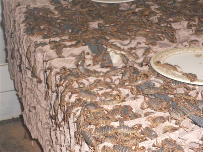 方程蝎子养殖技术视频，如何高效掌握？-图3