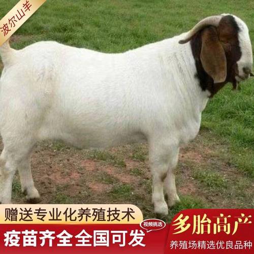 波尔山羊价格多少钱一只？-图1