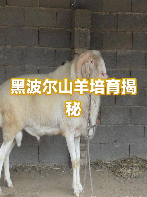 波尔山羊价格多少钱一只？-图2
