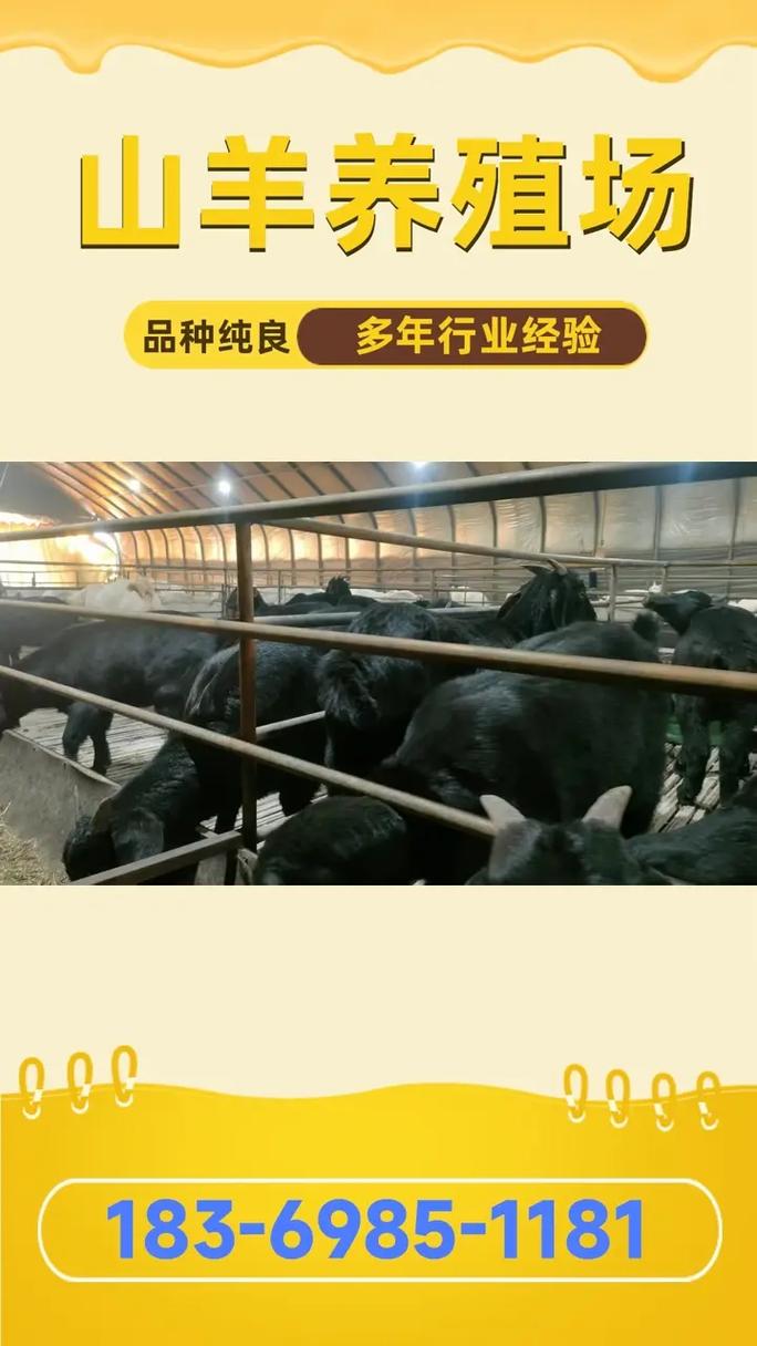 波尔山羊价格多少钱一只？-图3