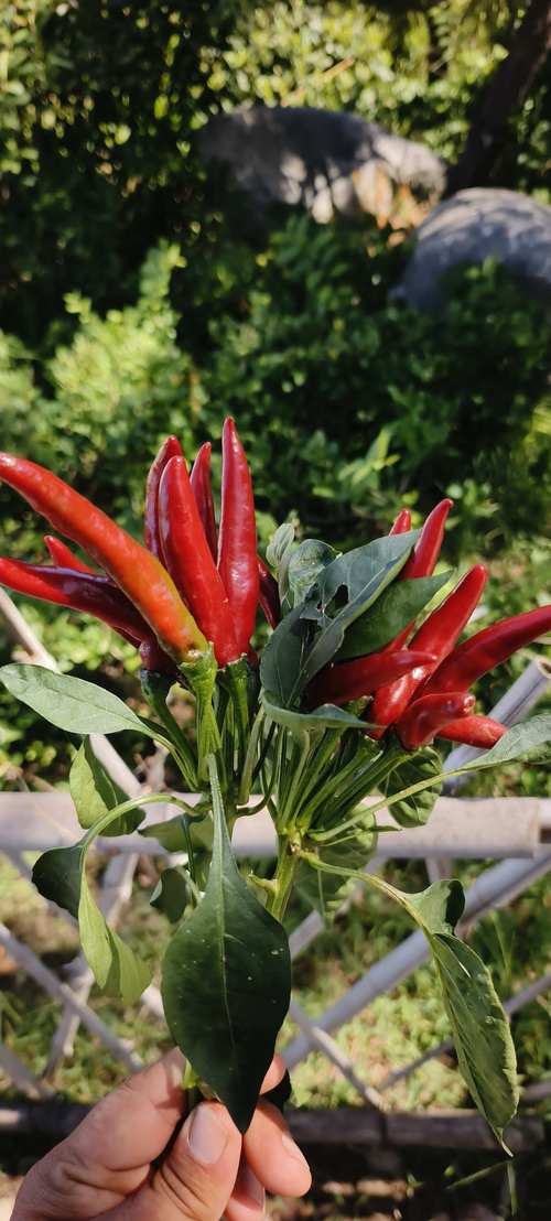 朝天椒品种有哪些？-图2