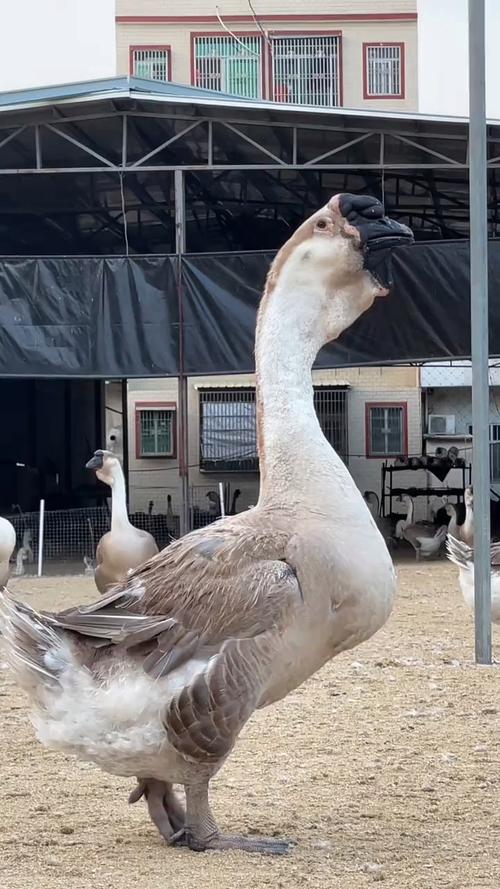 哪种鹅最凶猛？-图1