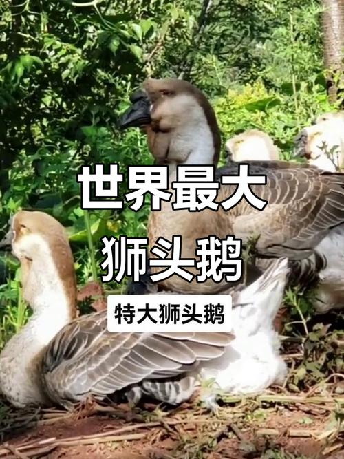 哪种鹅最凶猛？-图2