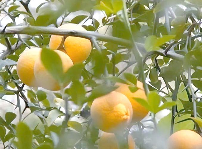什么品种橘子树有刺？-图1