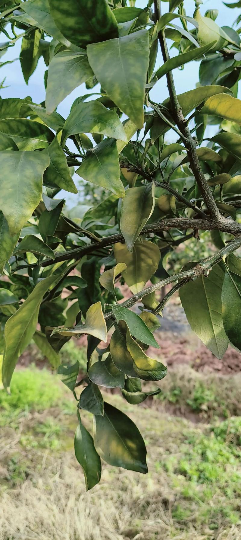 什么品种橘子树有刺？-图2