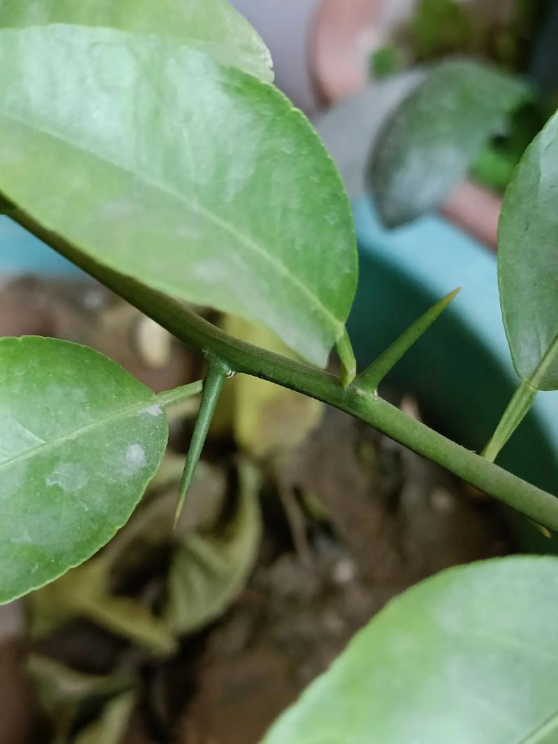 什么品种橘子树有刺？-图3