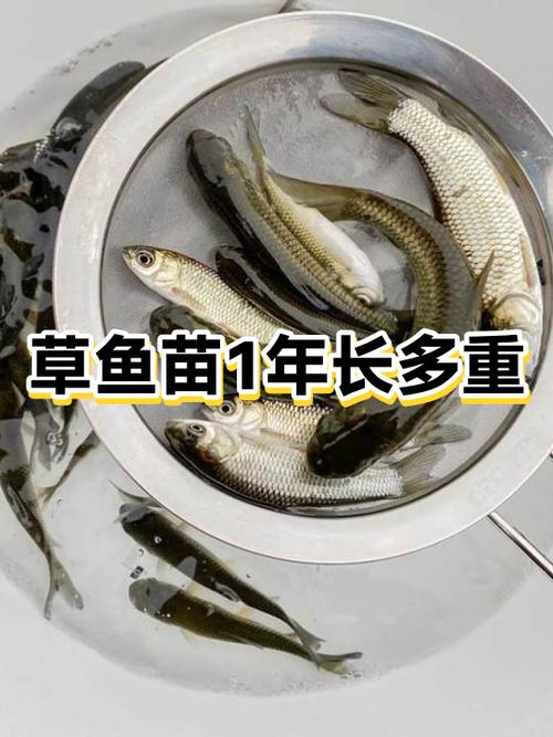 广西网箱草鱼批发价现在多少？-图2