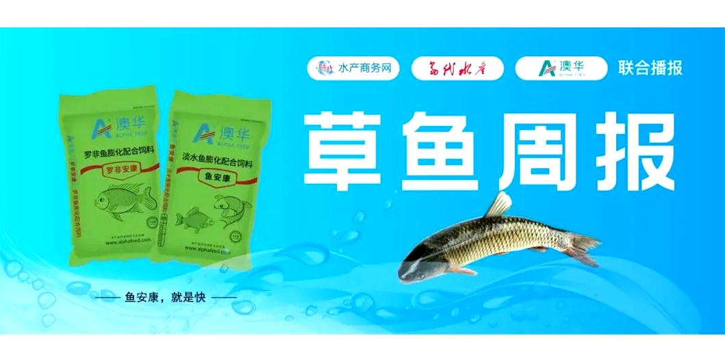 广西网箱草鱼批发价现在多少？-图3