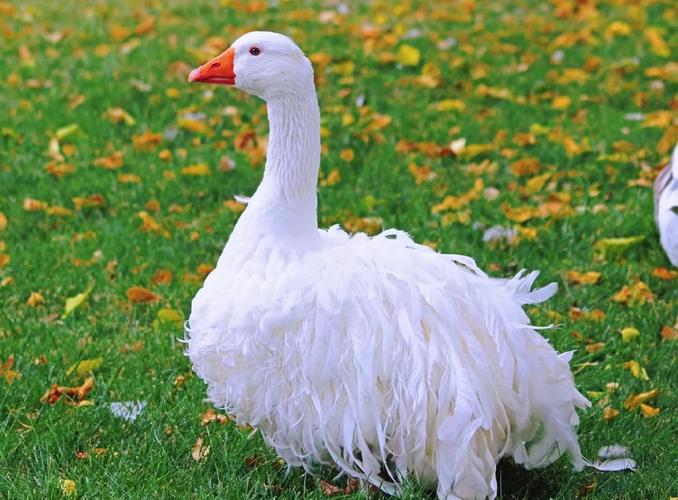 国外哪种鹅品种产蛋量最多？-图1