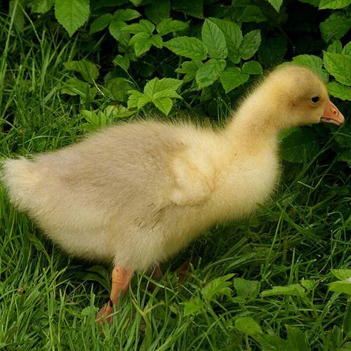 国外哪种鹅品种产蛋量最多？-图3