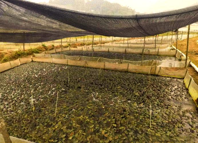 大棚牛蛙养殖技术视频，如何高效搭建与管理？-图1