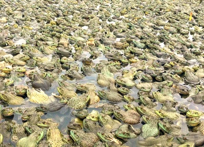 大棚牛蛙养殖技术视频，如何高效搭建与管理？-图3