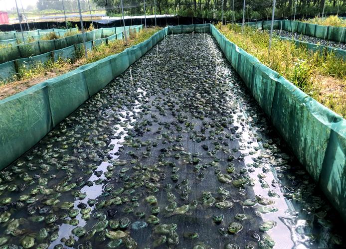 大棚牛蛙养殖技术视频，如何高效搭建与管理？-图2